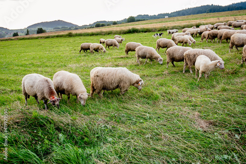 Herd of sheep on beautiful mountain meadow. Grywa  d  Pieniny  Poland. Picturesque landscape background on mountainous terrain.