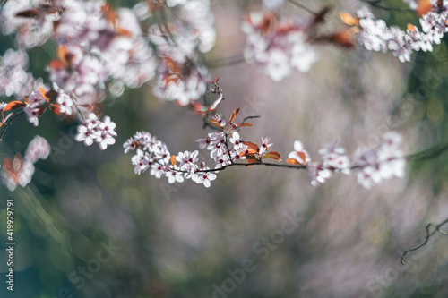 Springtime flowering tree soft focus with vintage Helios lens 