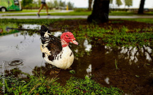 Black and white muskovy duck feeding and drinking water from a flooded tropical park road after a heavy storm photo