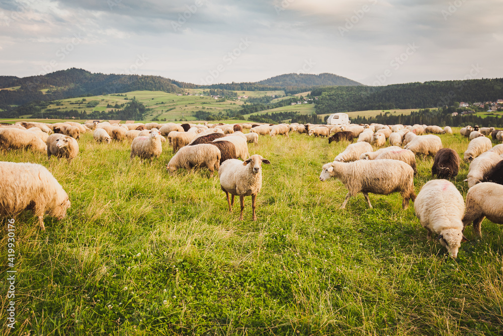 Herd of sheep on beautiful mountain meadow. Grywałd, Pieniny, Poland. Picturesque landscape background on mountainous terrain. Herd of sheep on beautiful mountain meadow. Grywałd, Pieniny, Poland. Picturesque landscape background on mountainous terrain.