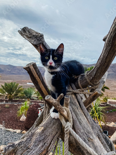 cat on the tree