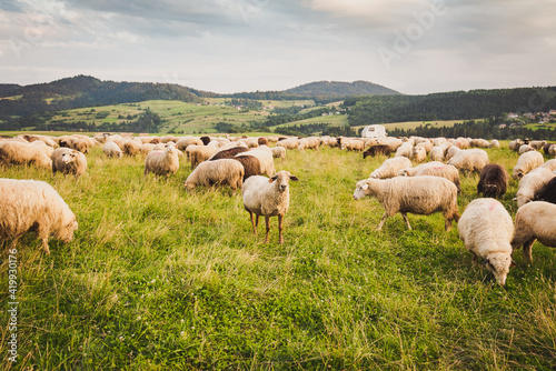 Herd of sheep on beautiful mountain meadow. Grywałd, Pieniny, Poland. Picturesque landscape background on mountainous terrain. © Snowboy