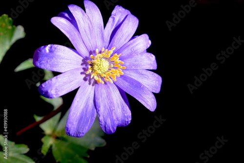 Balkan anemone bears big daisy like flowers in an extensive range of colours including blue purple pink and white It is ideally planted under trees or shrubs where its early spring blooms attract bees