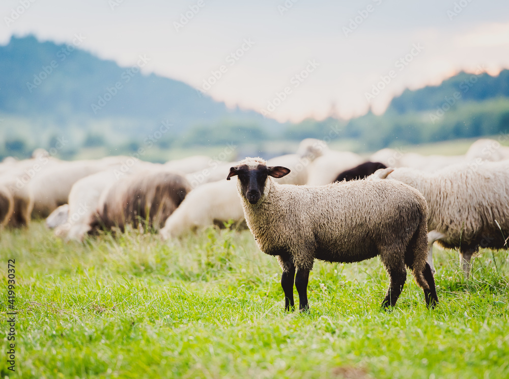 Herd of sheep on beautiful mountain meadow. Grywałd, Pieniny, Poland. Picturesque landscape background on mountainous terrain. Herd of sheep on beautiful mountain meadow. Grywałd, Pieniny, Poland. Picturesque landscape background on mountainous terrain.