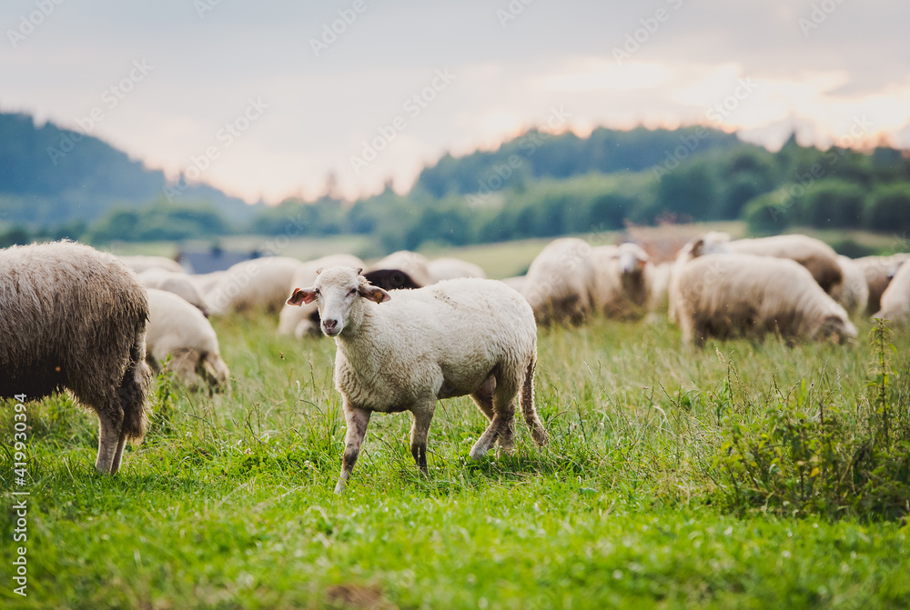 Herd of sheep on beautiful mountain meadow. Grywałd, Pieniny, Poland. Picturesque landscape background on mountainous terrain. Herd of sheep on beautiful mountain meadow. Grywałd, Pieniny, Poland. Picturesque landscape background on mountainous terrain.