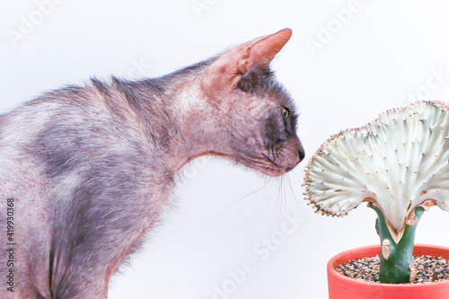 lykoi cat inspects cactus