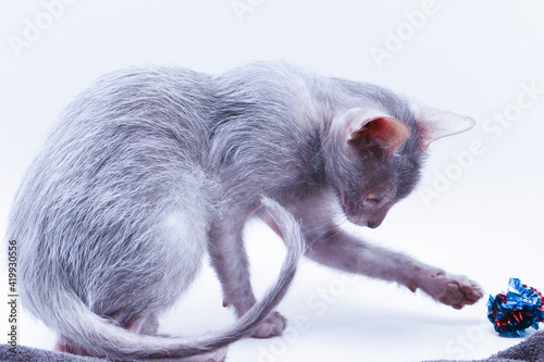 lykoi kitten plays with toy