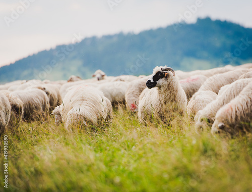 Fototapeta Naklejka Na Ścianę i Meble -  Herd of sheep on beautiful mountain meadow. Grywałd, Pieniny, Poland. Picturesque landscape background on mountainous terrain.