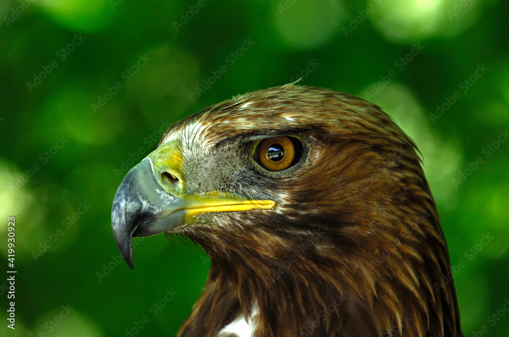 Fototapeta premium Golden Eagle