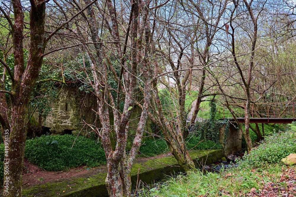 Several trees in a water channel, with an old mill and a bridge in the background Several trees in a water channel, with an old mill and a bridge in the background