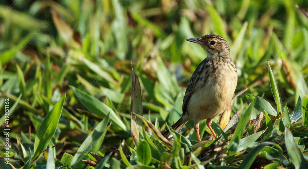 bird on the grass