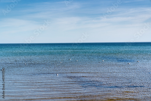 baltic sea sandy beach wadden sea birds