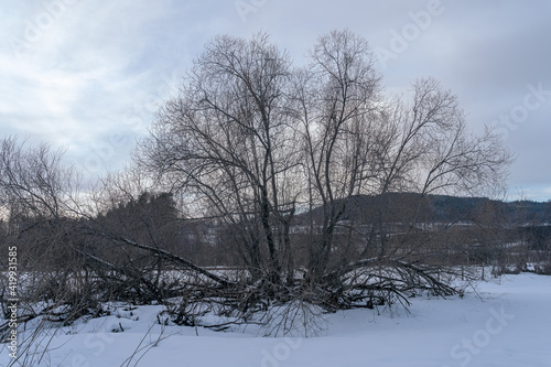 Willow tree at Sundvika Nature Reservation at Toten, Norway, in winter.
