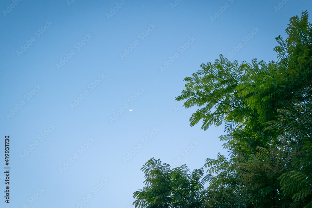 Obraz premium Tree Leaves with Clear Blue Sky Background with View of the Waning Quarter Moon