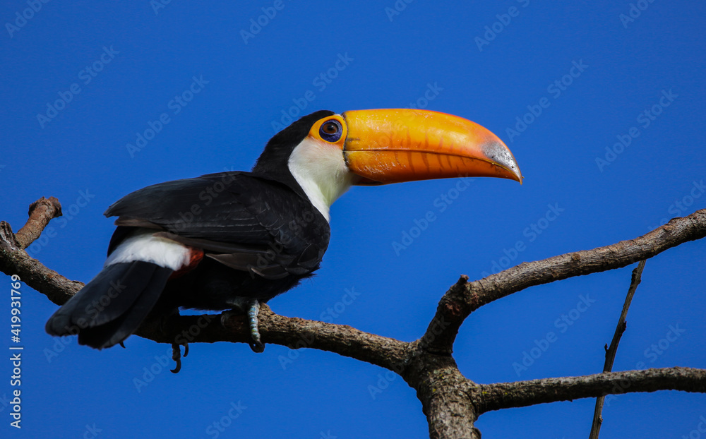 Fototapeta premium toucan on a branch