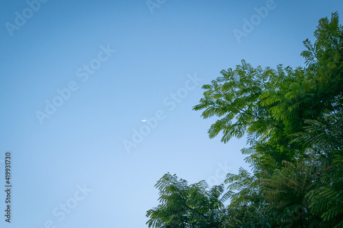 Tree Leaves with Clear Blue Sky Background with View of the Waning Quarter Moon