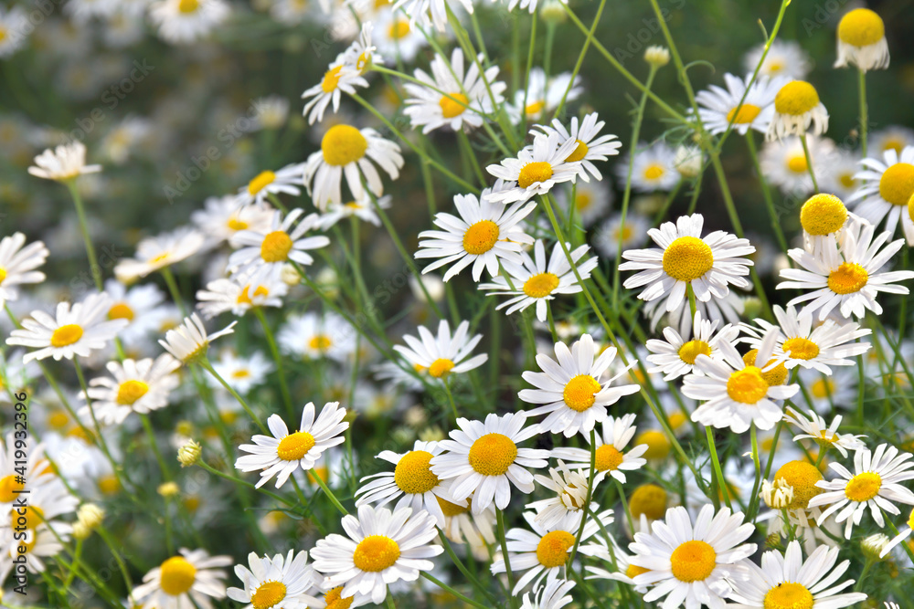 Flowers white chamomile blooming in sun light in summer on meadow Flowers white chamomile blooming in sun light in summer on meadow