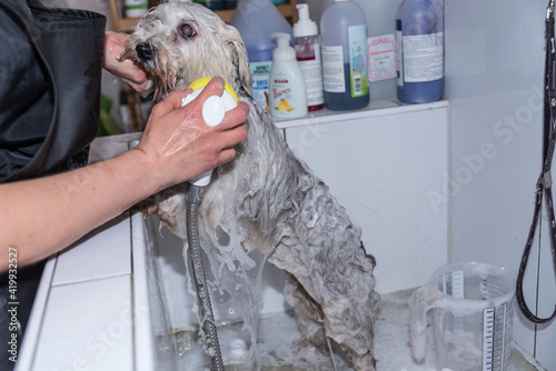 Fellpflege bei kleinem Hund photo