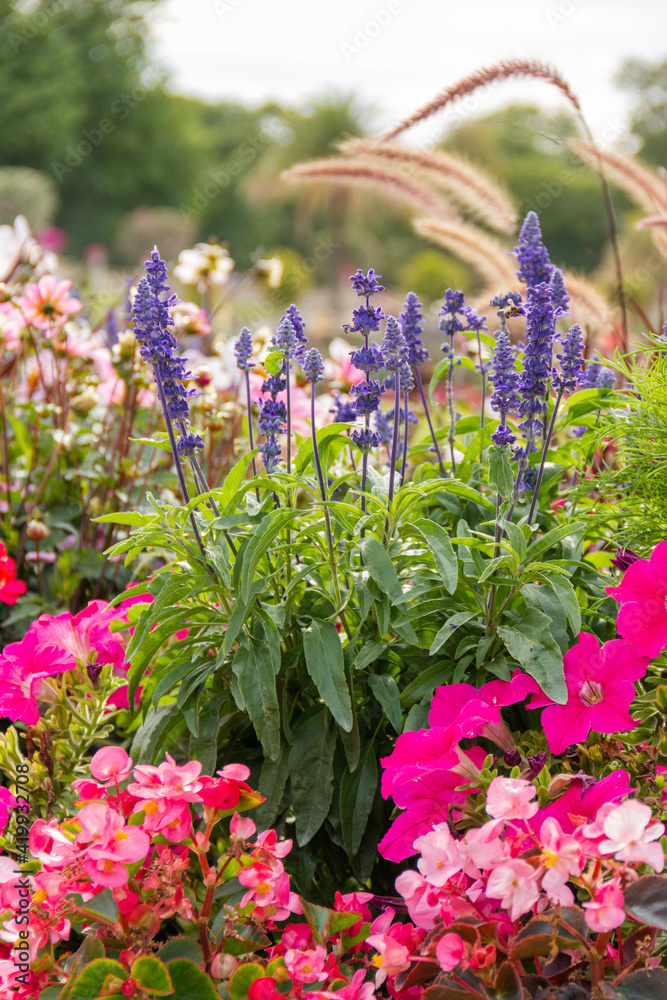 Obraz premium Beautiful and colorful flowers in garden with a blurry background