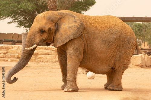Closeup to female elephant animal in the zoo