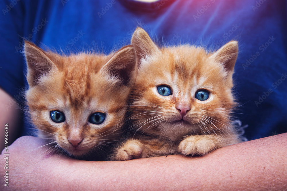 A woman holds two cute red kittens in her arms. Close-up