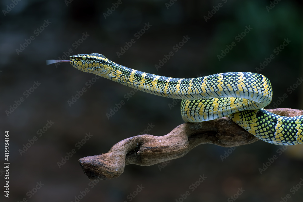Wagler pit viper on a tree branch Wagler pit viper on a tree branch