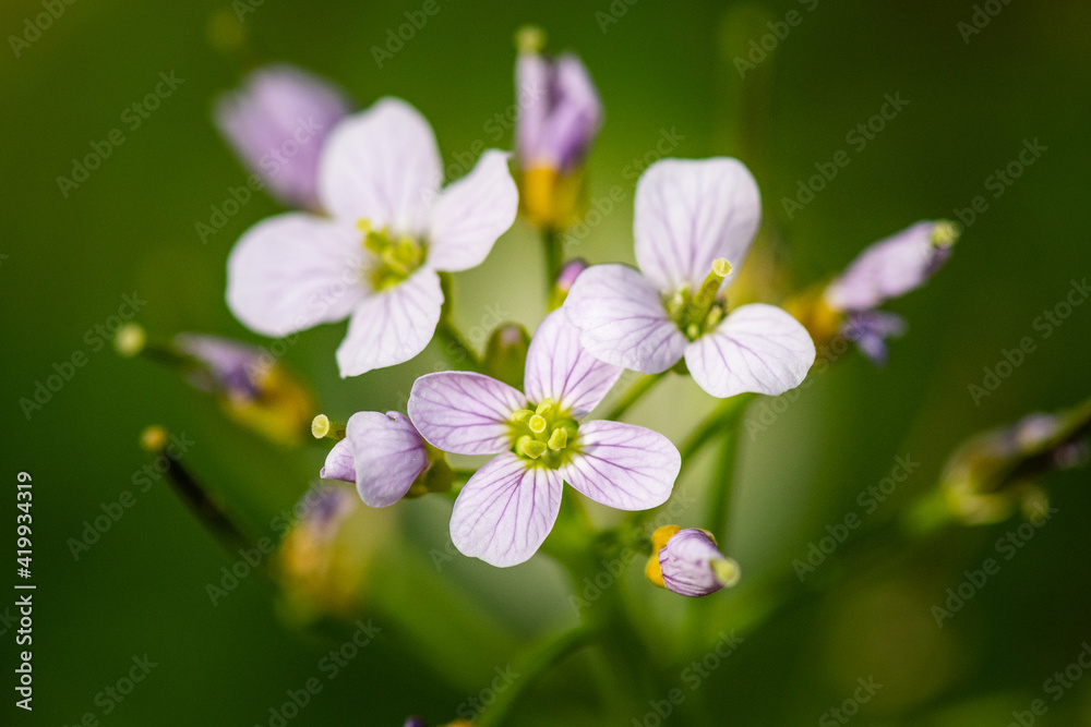 Blumen und Pflanzen