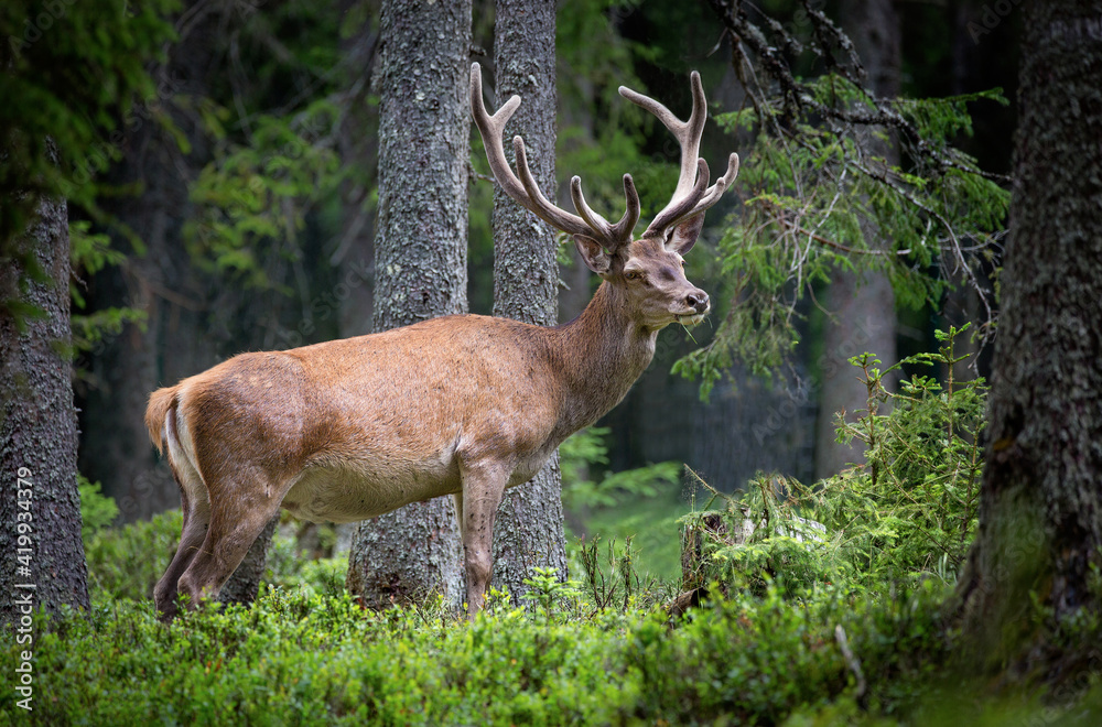 A deer camouflages itself in the forest and watches the surroundings.