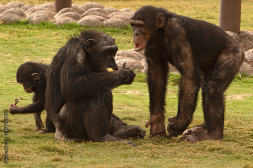 Closeup to Chimpanzee animals on grassjungle, african, green, ape, hairy, congo, forest, black, africa, animal, baby, chimp, chimpanzee, chimpanzees, creature, cute, endangered, evil, face, funny, ind