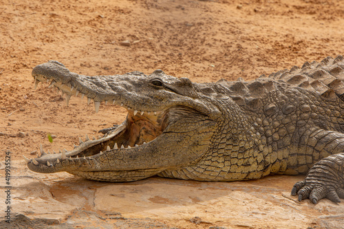 Closeup to Crocodile animal open mouth