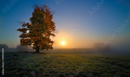 Amazing colorful tree on the meadow at sunrise.
