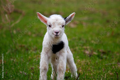 Baby goat smiling