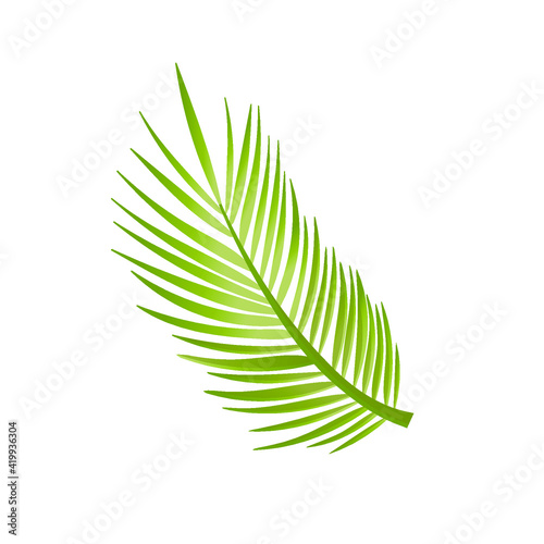 palm leaf vector illustration. Isolated on a white background. Summer icon, banner design, postcards