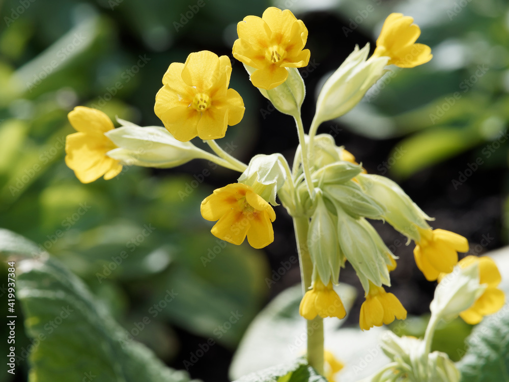 (Primula veris) Echte Schlüsselblume oder wiesen-primel. Blütenstand mit gelben Blüten mit orangefarbenen Fleck an Kronlappen. Hellgrün bis dunkelgrün Laubblätter in rosette angeordneet (Primula veris) Echte Schlüsselblume oder wiesen-primel. Blütenstand mit gelben Blüten mit orangefarbenen Fleck an Kronlappen. Hellgrün bis dunkelgrün Laubblätter in rosette angeordneet