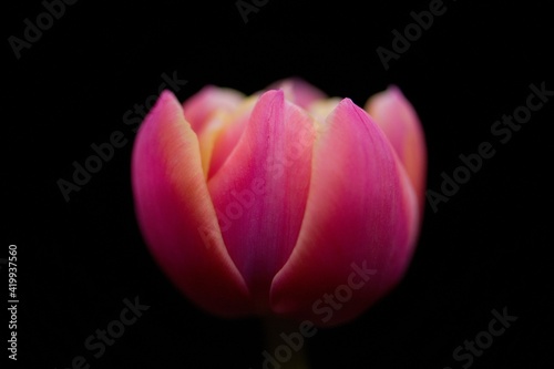  Tulpenkopf gelb/pink/weiß, schwarzer Hintergrund, close up