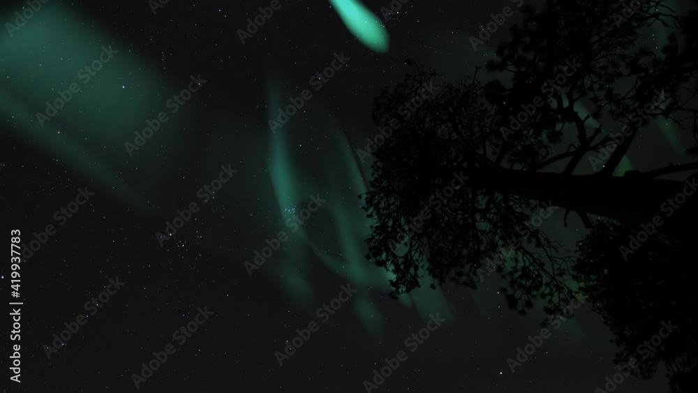 Aurora Borealis Green Loop Pine Trees Dark Sky Northern Lights