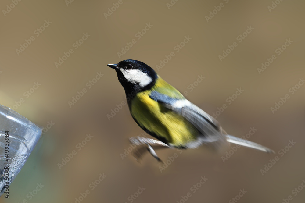 Great Tit leaps towards the feeder against a blurry brown background ... Great Tit leaps towards the feeder against a blurry brown background ...