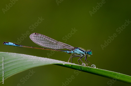 blue dragonfly on a leaf with dew drops