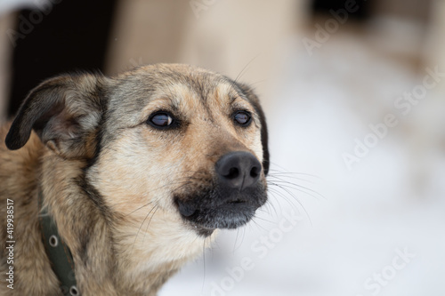Portrait of a barking unfriendly dog of a fawn color. Close-up on the mongrel's head on the left of the frame. Dog on the background of booths in winter. Unfriendly animal. High quality photo