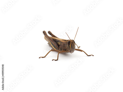 Grasshopper (Locust) isolated on white background