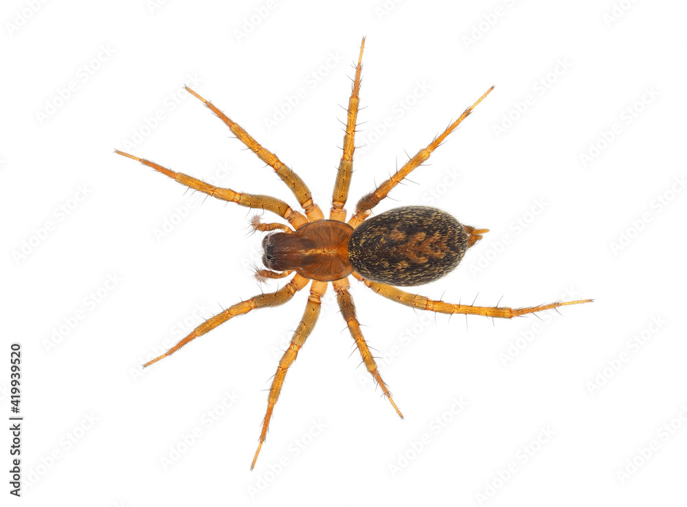 Mediterranean funnel weaver spider isolated on white background, Lycosoides coarctata Mediterranean funnel weaver spider isolated on white background, Lycosoides coarctata