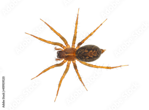 Mediterranean funnel weaver spider isolated on white background, Lycosoides coarctata