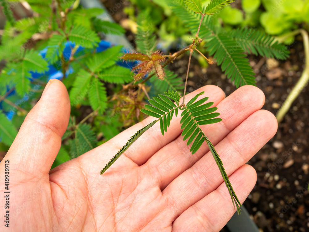 Mimosa Pudica also Called Sensitive Plant, Sleepy Plant, Action Plant, Touch-me-not, Shameplant. Its Leaves Fold Inward and Fall off when Touched, and Reopen a Few Minutes Later.