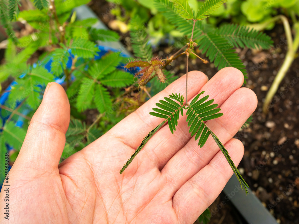 Mimosa Pudica also Called Sensitive Plant, Sleepy Plant, Action Plant, Touch-me-not, Shameplant. Its Leaves Fold Inward and Fall off when Touched, and Reopen a Few Minutes Later.
