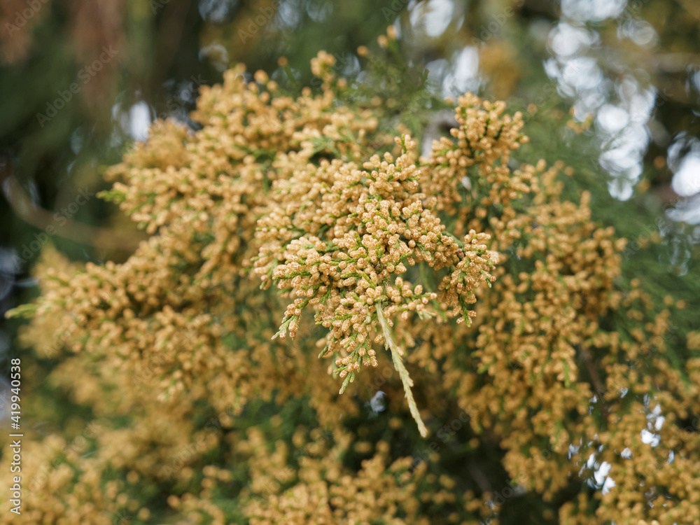 Cyprès commun ou cyprès sempervirent - Cupressus sempervirens - Arbuste buissonnant méditerranéen en floraison printanière de petits cônes mâles, oblongues et brun clair