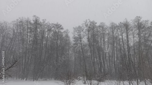 Wallpaper Mural Snowing in forest clearing. Trees covered with snow. Frosty weather. Wonderful winter in forest. Top tree branches with snow. Trees in snow in winter park. Cold weather. Winter landscape
 Torontodigital.ca