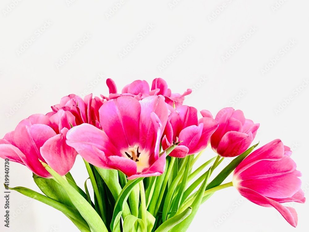 bouquet of beautiful pink spring tulips on a white background. Festive postcard.