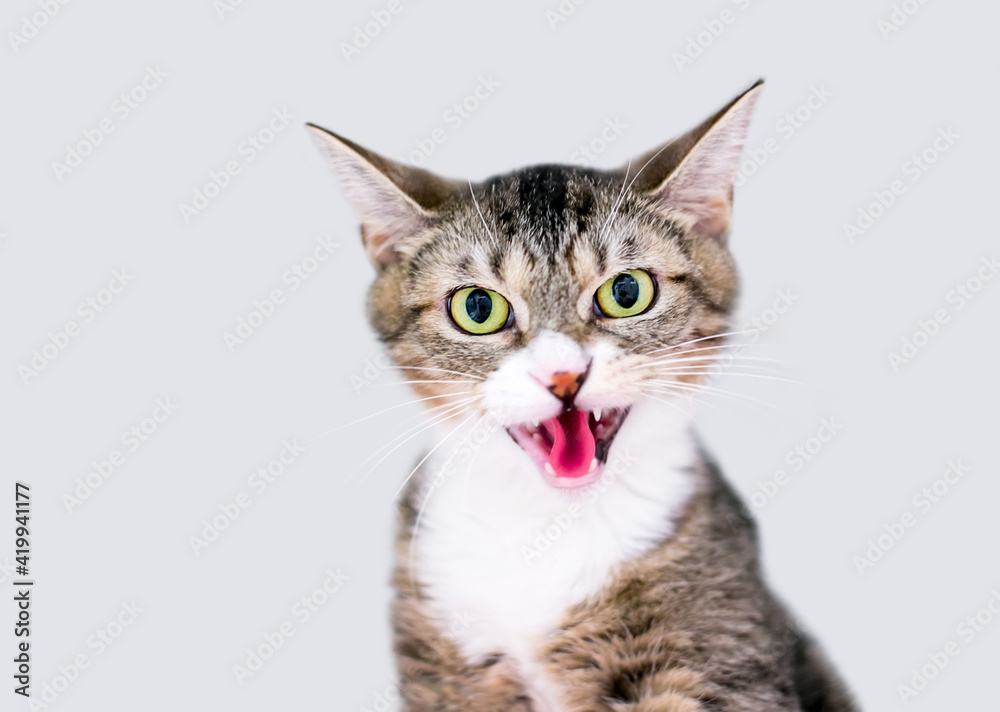 A shorthair kitten with dilated pupils and its mouth open in a hiss or angry meow