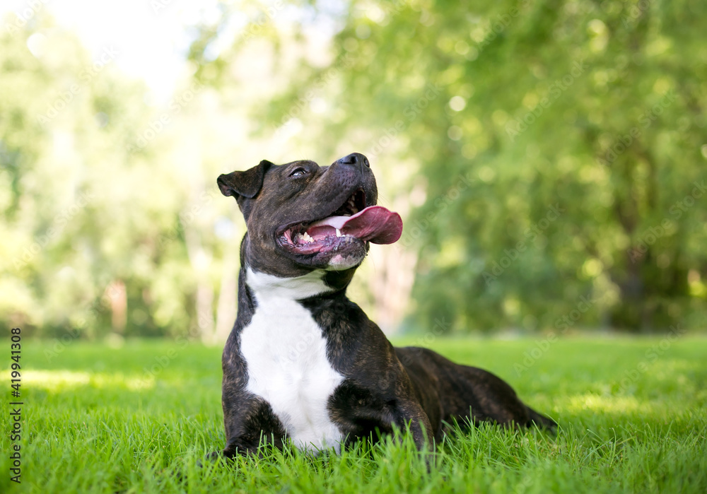 A brindle and white Staffordshire Bull Terrier mixed breed dog lying in the grass and panting