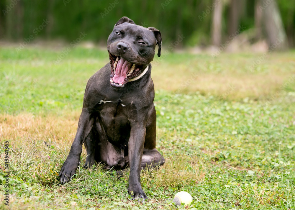 A black Pit Bull Terrier mixed breed dog making a funny face with its mouth wide open